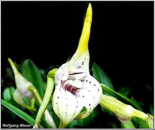 Masdevallia coriacea   